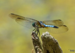 Blue dasher, a common dragonfly, according to Roz.