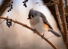 Tufted titmice are loaded with personality.