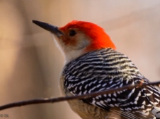 This red-bellied woodpecker is arguably my favorite bird.