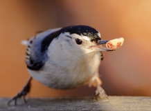 The white breasted nuthatch favored a LARGE peanut.