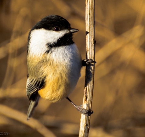 When colder weather came, the chickadees came looking for handouts.