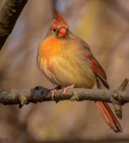 The lady cardinal showed off her colors.