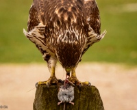...And the hawk captured a field mouse for his lunch.