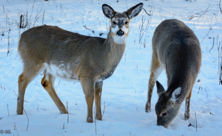 Just two of the 15 or so deer I encountered on the trail