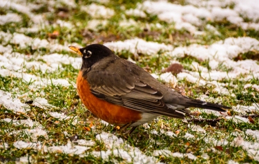 Robins aren't discouraged by snow.