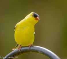 Goldfinch looking coy