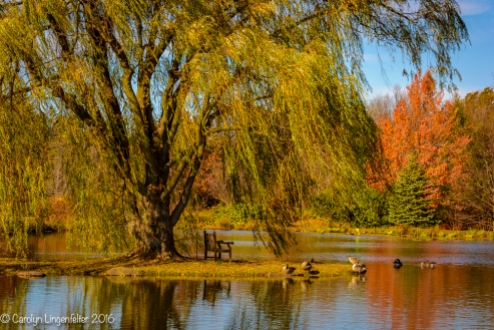 Golden willow tree by Lotus Pond