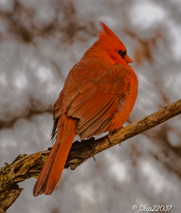 The northern cardinal was willing to pose.