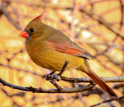 Northern cardinal (female)
