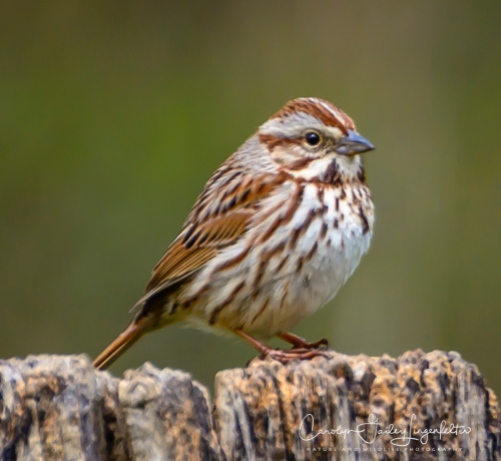 Song sparrow (although maybe not)