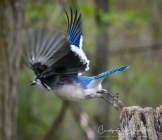 The bluejay taking off