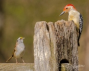 The red-bellied woodpecker chatting with a white-throated sparrow