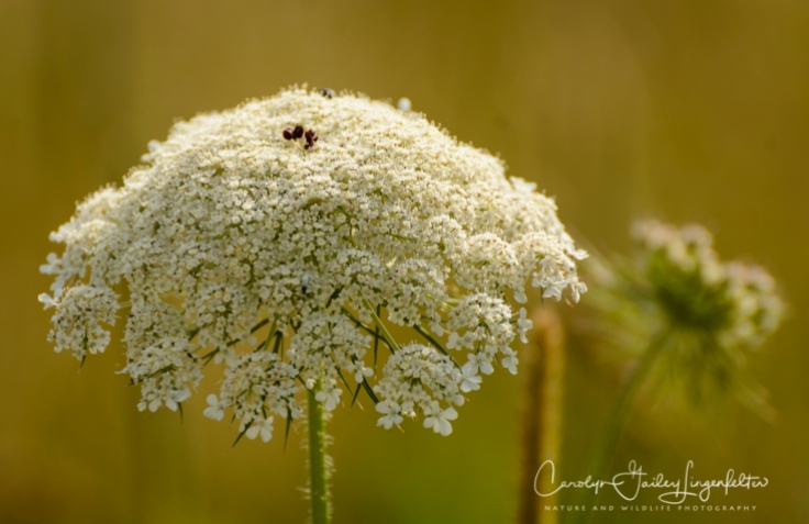 Queen Anne's lace along the trail