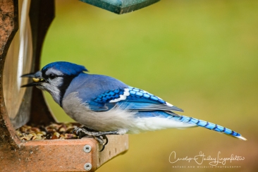 Bluejays like perching on this feeder.